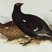 Black Grouse